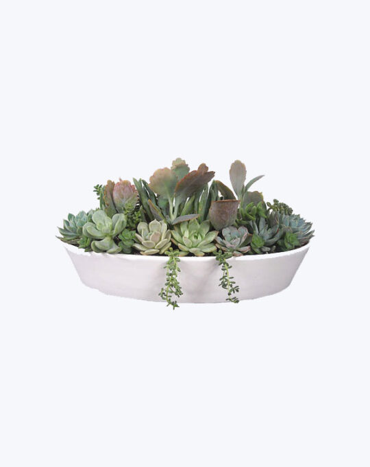 Camille in Pot