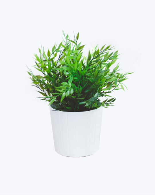 Ficus Pandurata