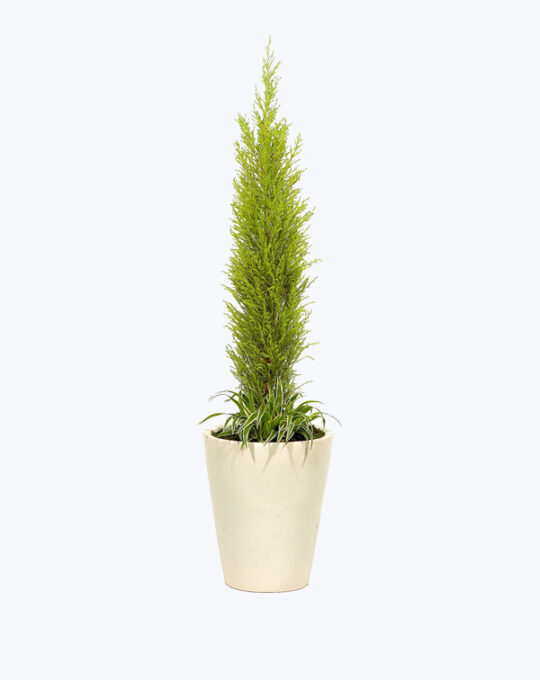 Gallon Pot