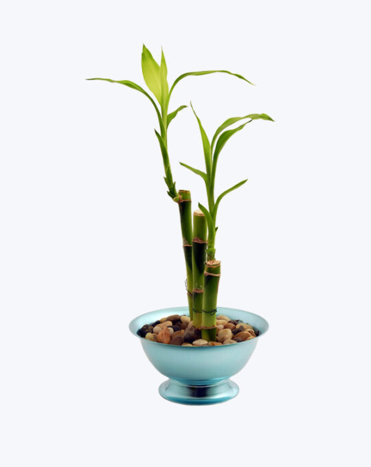 Ilex Dwarf