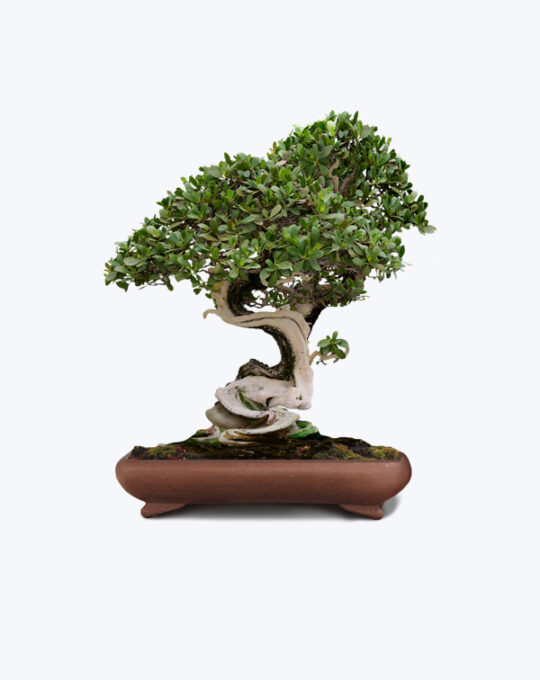 Juniper Bonsai