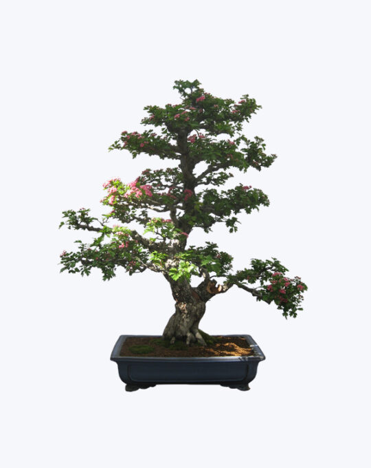 Phyllus Bonsai