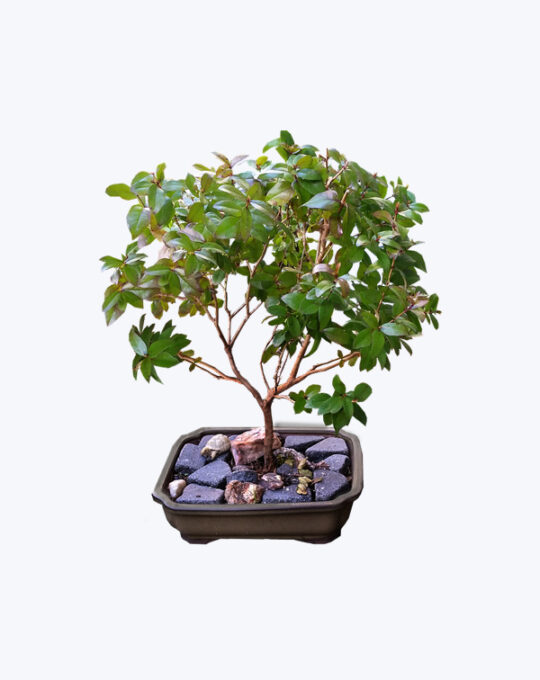 Pyracantha Bonsai