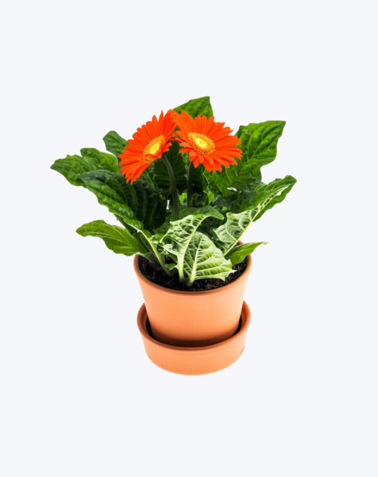 Red Flower