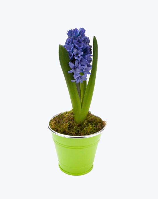 Purple Flowers