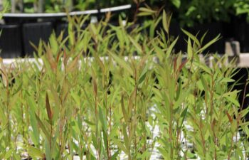 A-picture-of-Salix-nigra-(black-willow)-10-cu-in-plugs-grown-from-seed.