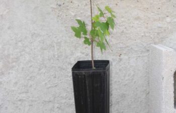 Acer-saccharinum-(silver-maple)-Tall-1-pot.
