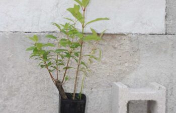 Cephalanthus-occidentalis-(buttonbush)-Tall-1-pot.