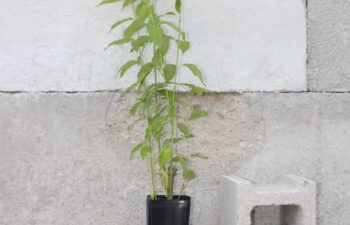 Cornus-amomum-(silky-dogwood)-Tall-1-pot.