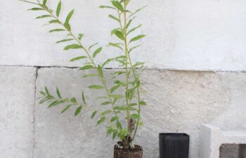 Picture-of-a-Salix-discolor-(pussy-willow)-root-system-next-to-Tall-1-pot.