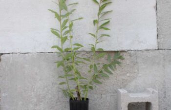 Salix-discolor-(pussy-willow)-Tall-1-pot.