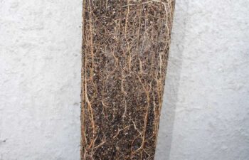 Salix-discolor-(pussy-willow)-root-system-from-a-Tall-1-pot.