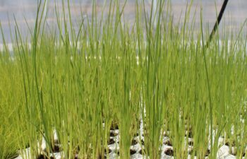 View-of-a-Scirpus-validus-(soft-stemmed-bullrush)-tray-containing-77---10-cu-in-plugs.